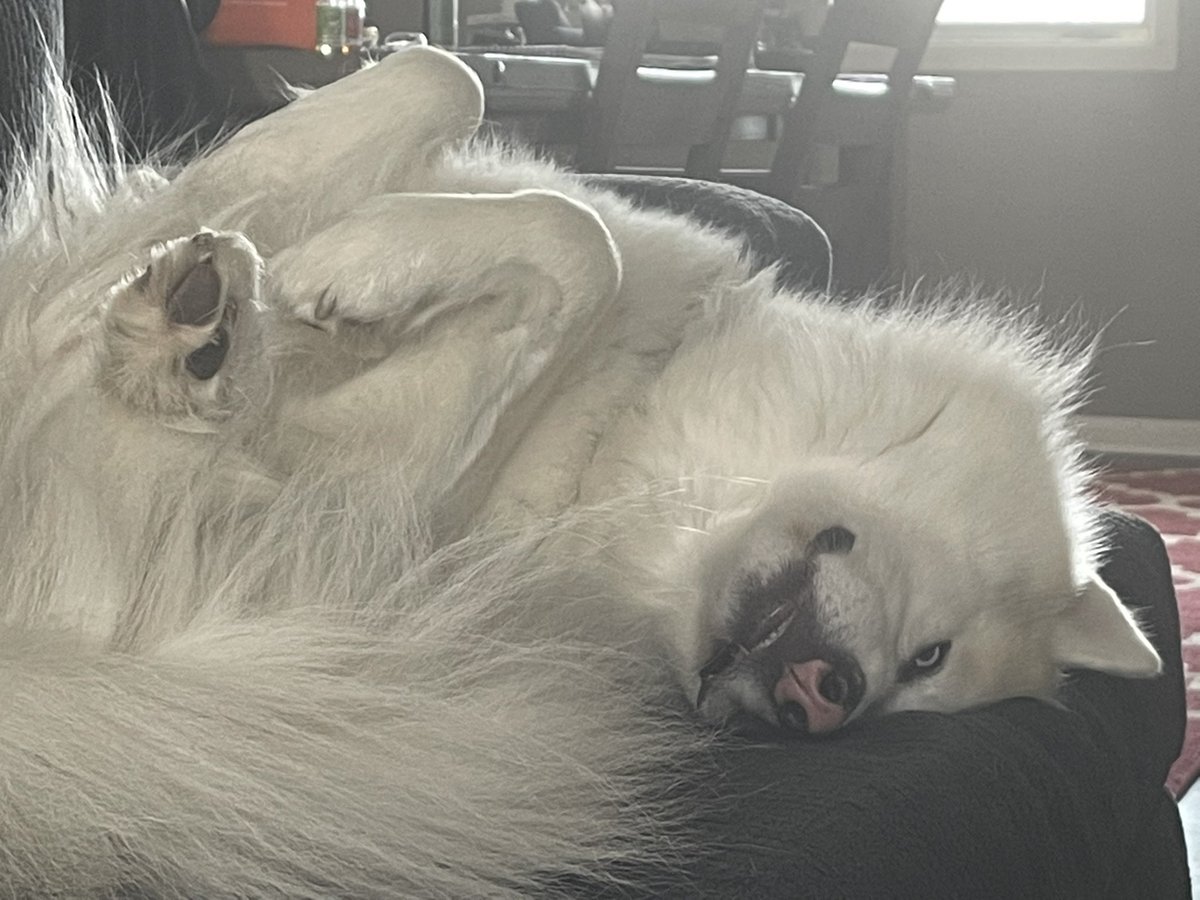 hexn00b's tweet photo. #hexdog is broken. #hex https://t.co/jSwCfxRVjX