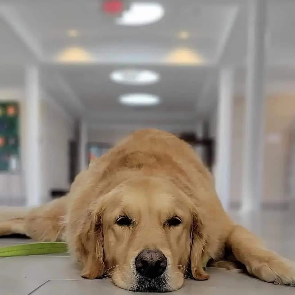 We are aware that our website is down &amp; <a href="/Finalsite/">Finalsite</a> is working diligently to restore full functionality. Questions? Give us a call at 314-434-5141.