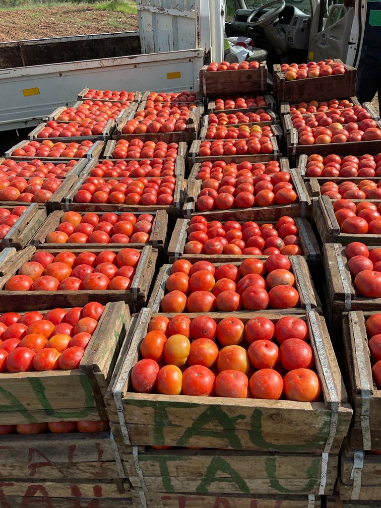 tomatogmailcom2's tweet photo. Ready to supply you with the best! Delivery to Harare. STAR 9009 @PhiriDivah @agribusiness110 @basera_john https://t.co/Kwgw9LAgc6