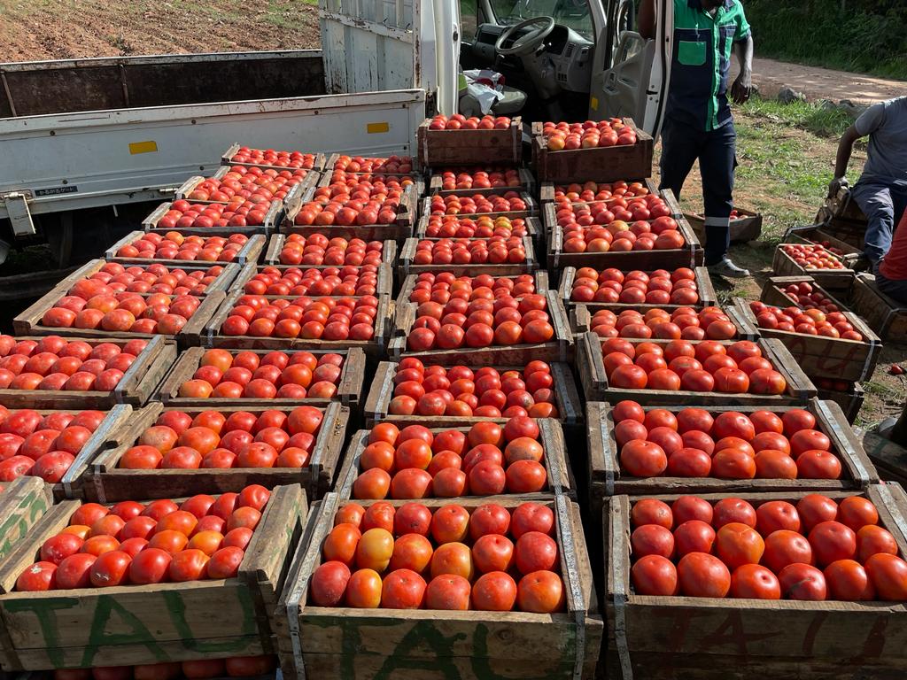 tomatogmailcom2's tweet photo. Ready to supply you with the best! Delivery to Harare. STAR 9009 @PhiriDivah @agribusiness110 @basera_john https://t.co/Kwgw9LAgc6