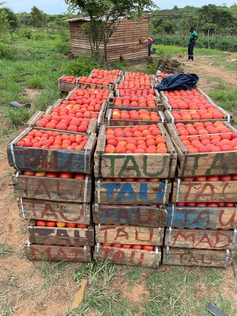 tomatogmailcom2's tweet photo. Ready to supply you with the best! Delivery to Harare. STAR 9009 @PhiriDivah @agribusiness110 @basera_john https://t.co/Kwgw9LAgc6