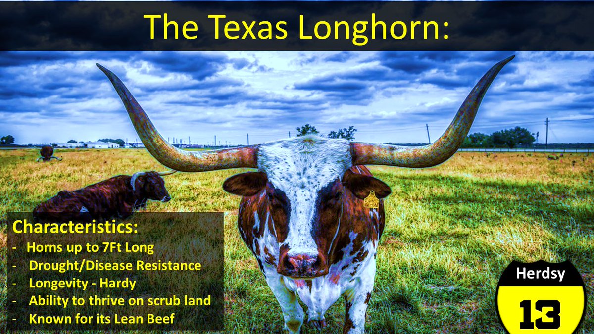 HerdsyHQ's tweet photo. Happy Thursday, Today it is the turn of one of the most iconic breeds on the Planet: The Texas Longhorn, introduced by Christopher Columbus, Spent 200 years Feral grazing developing traits so it could thrive. Is there any other Cow that is as Iconic? #texas #100daysofherdsy https://t.co/zkGkgPisoK