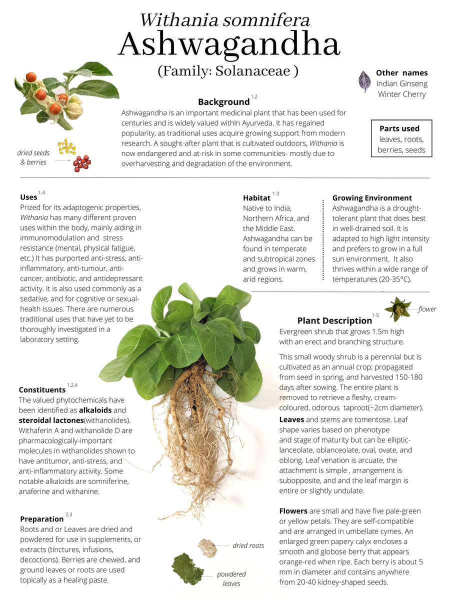 Lauren Plotnik tweet media