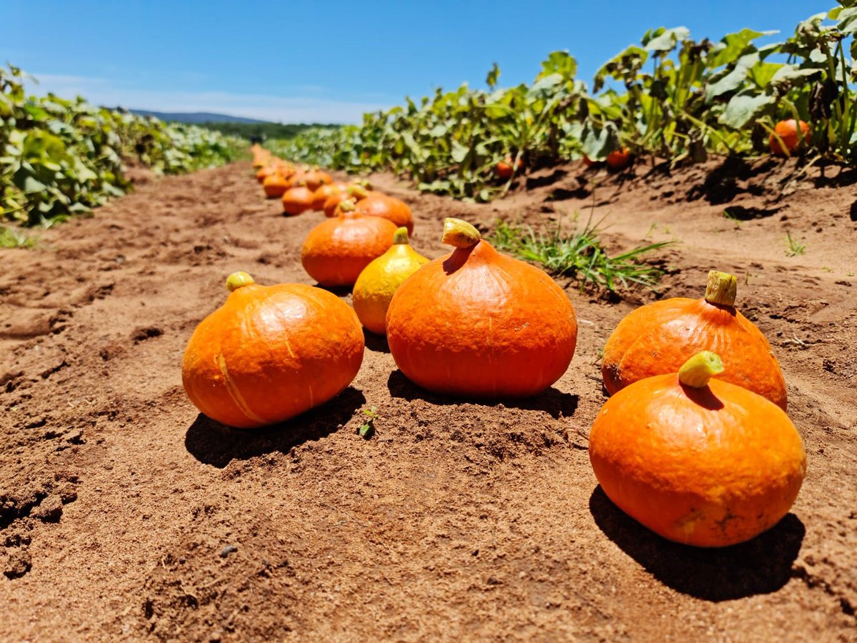 OTC_Organics's tweet photo. On their way to The Netherlands! 😋Thanks to our South African supplier @Organo_Group . 
#organic #pumpkins #organogroup #otcorganics #soonavailable https://t.co/ZMghLTPDB4