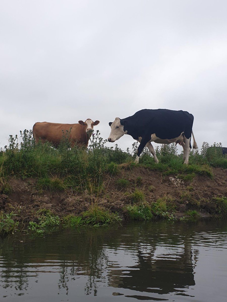 Elizabeth tweet media