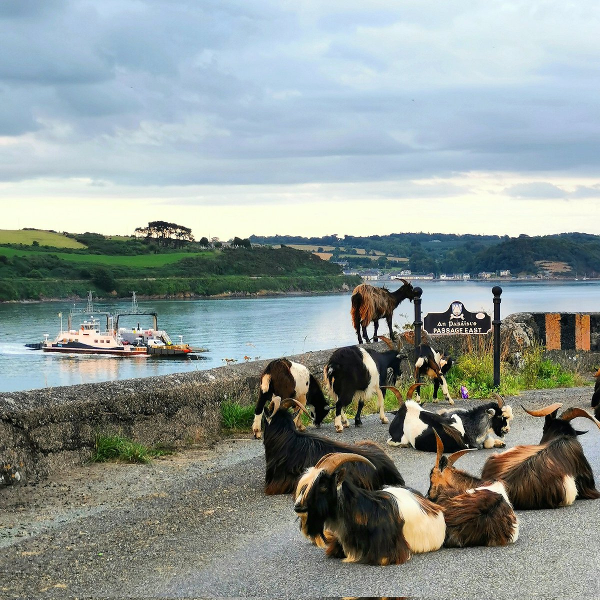 As 2022 is now well under way, we thought we'd share our favourite photo captured in 2021 😁 it wouldn't look out of place on a postcard 🐐 #2021 #NewYear #photography #waterford #wexford #ireland #passageeastferry