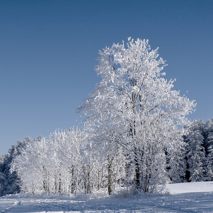 Explore and have fun in this beautiful winter wonderland before they melt away! 😍

Instagram of @bestwesternontheavenue 
📍 Buffalo, New York
-
Contact us 
📲 716-444-2064 
📧 hello@unLMTDteam.com

#LaurenMelber #ToddDanni #Envision #Photography #NewYork #Buffalo #Beautiful