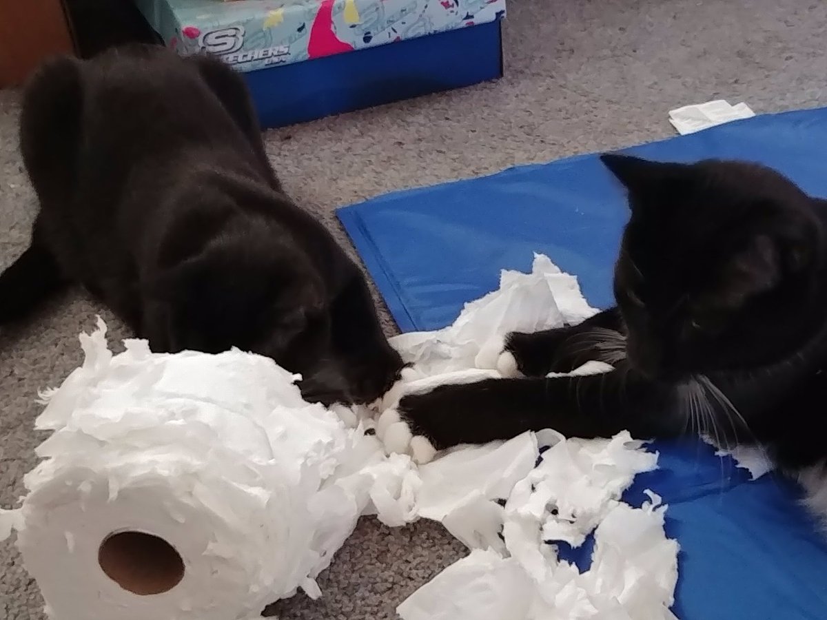 JLHerms's tweet image. Bonbon &amp;amp; Jovi are offering to help them master the #TPChallenge. 😹😹🧻🧻💕💕