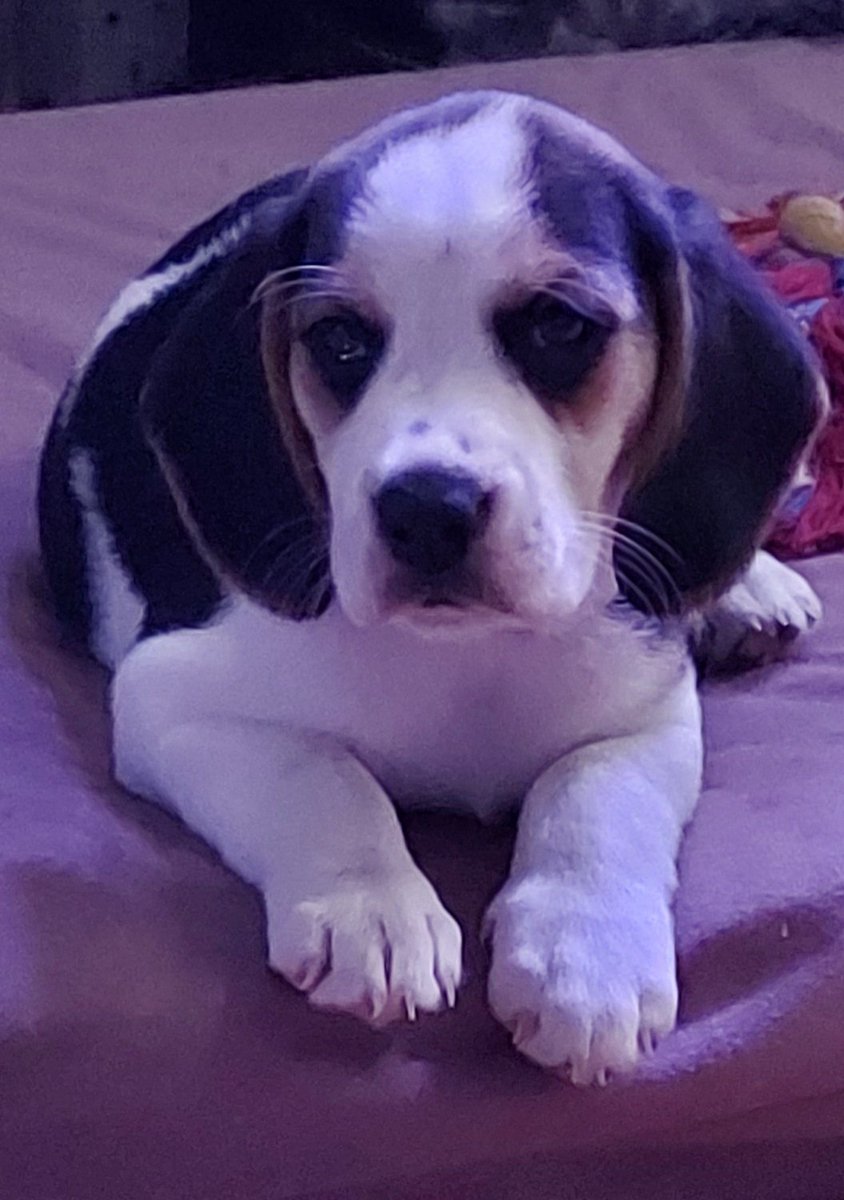 AndTorran's tweet image. My names athena  hello everyone