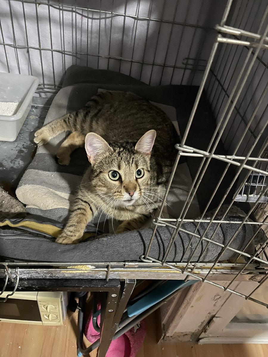 blancactus's tweet photo. Bueno pues los Reyes han dejado una cosa en casa. Fay tiene 1 año, es positiva en leucemia y por ello ha tenido que vivir 2 meses en esa jaulita de la foto, ya que no podían juntarla con los otros gatos de la prote. Parece que le mola el cambio 😸 https://t.co/r8i5AC2aHK