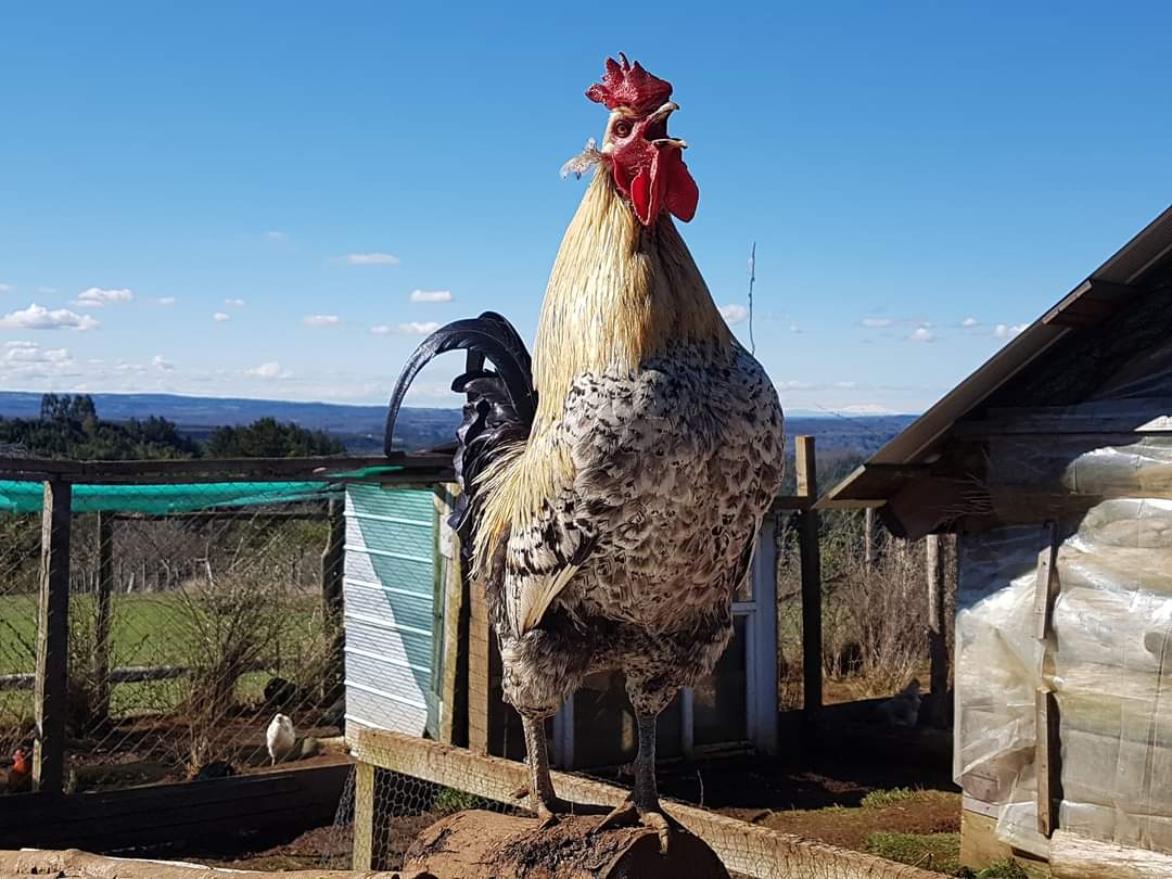 PuertoMontt_X's tweet photo. Galliniando ando en @EWiluz
#HuevoColorAzul
#GallinasMapuche
#Ketros, #Kollonkas y #KollonkaDeArete https://t.co/6XNbvqF7NV