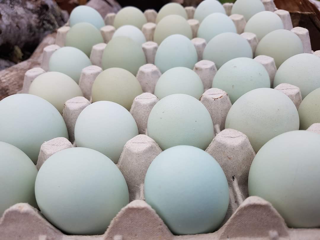 PuertoMontt_X's tweet photo. Galliniando ando en @EWiluz
#HuevoColorAzul
#GallinasMapuche
#Ketros, #Kollonkas y #KollonkaDeArete https://t.co/6XNbvqF7NV