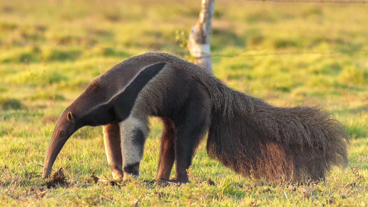 connorfranta's tweet photo. in other news, i cant believe anteaters actually exist https://t.co/7c631bcQB2