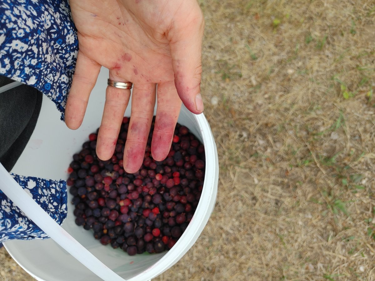 carolinerparke's tweet photo. The #weather is #brutal I feel like we are on an unending #lockdown So all I can do is #leanin to the #fiddle and #songwriting and create more awesome #follk #music ….Sure wish I could go berry picking instead! #alberta https://t.co/MwQOpMXPT4