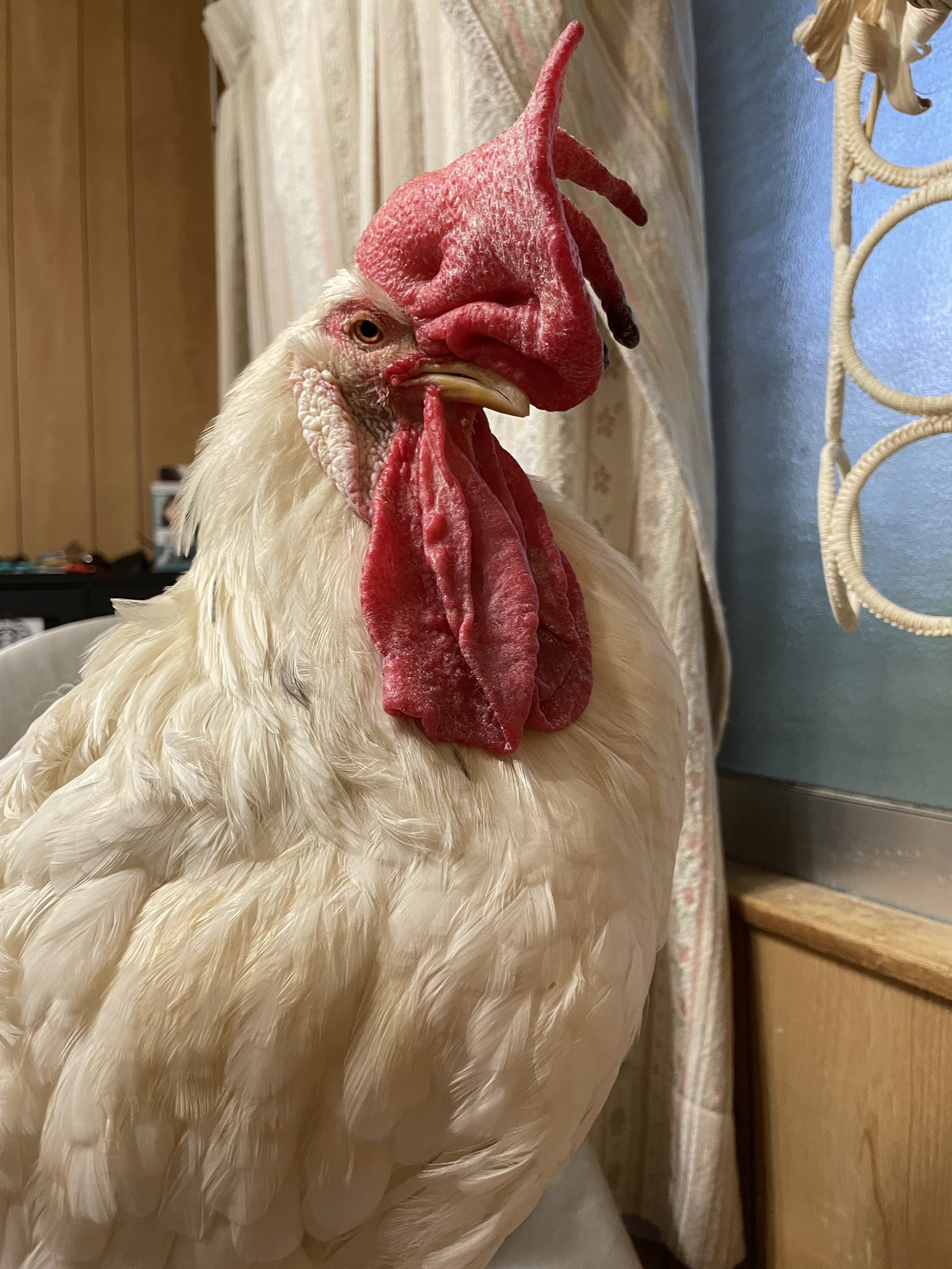 ニワトリさんの世話人様専用 モール www.shelburnefalls.com