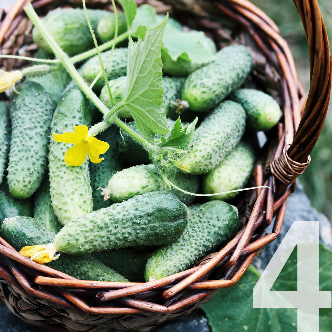PCCcommunityed's tweet photo. Only 4 days until the start of winter term! This winter you can learn new skills, such as how to grow vegetables.
https://t.co/6Eu4mNfcG3
#thinkPCCfirst #5days #winter #winterterm #vegetablegarden #vegetablegrowing https://t.co/cWdkrXF3va