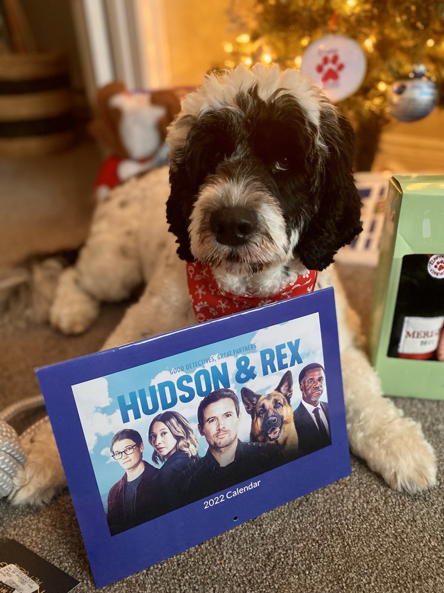 PSD_Stella's tweet photo. So I have to share my “favourite” gift of the year to you. My best work friend @gorvingreening got me my very own @hudsonandrex Calendar. I was so excited to open it & hang it up in my office. Now I can look at Rex all year long! #ICrushRex
🐾Stella https://t.co/44ShxeqPjG