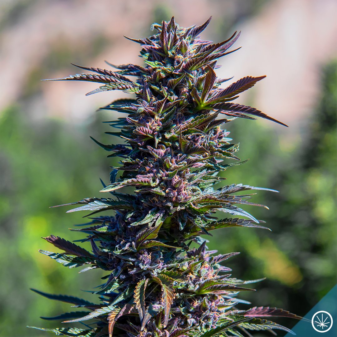 High intensity ultraviolet light from our alpine environment drives extreme vegetative growth 🌞🌱