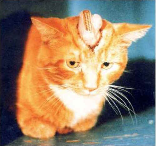 HELP😭
Only 1,413 signatures needed TODAY: #EndVivisection 

📣 #UK NEED YOUR HELP!

Petition ends tomorrow ⌛

Tortured, abused, killed- in the name of science 🐇🐕🐈🐖🐒
Please stand up for them &amp; SIGN, RT
👇

▶▶ petition.parliament.uk/petitions/5902… ◀◀ 

#AnimalRights #StopAnimalAbuse