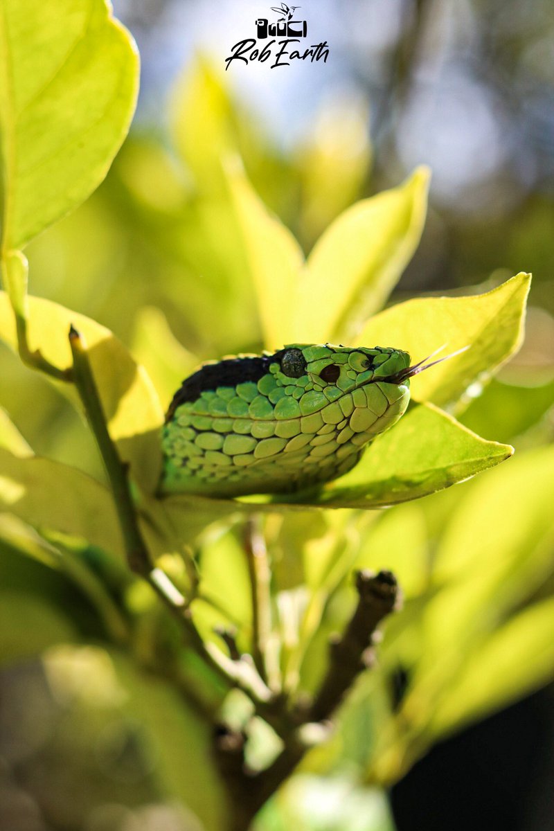 CFCRobertt's tweet photo. Bothriechis Aurifer, looking green and black, https://t.co/NznPisu1jT