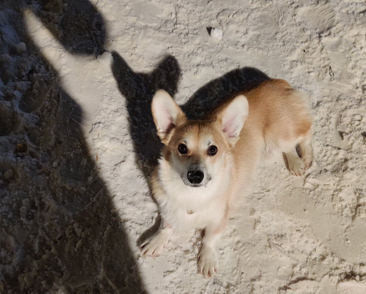 Andrey Sobolev tweet media