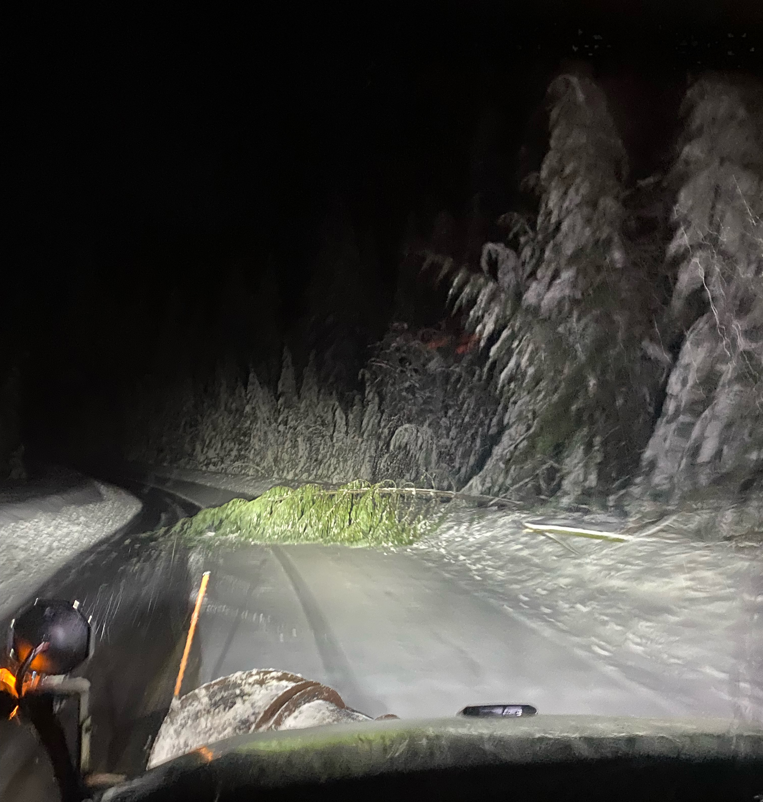 Trees falling along US 12 over White Pass due to heavy snow.