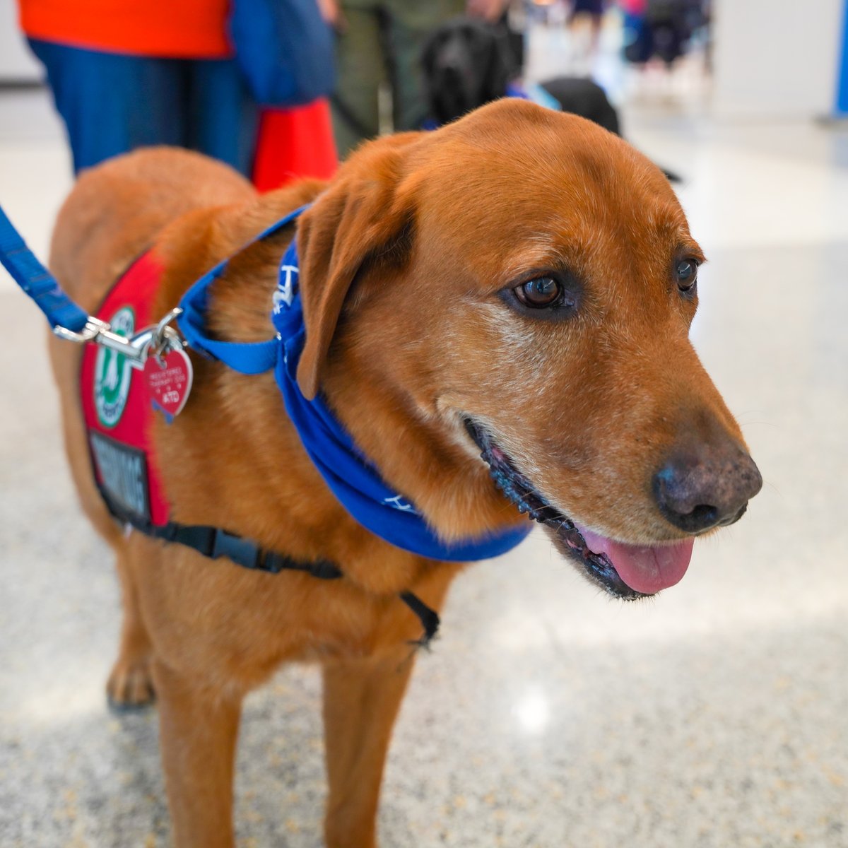 iah's tweet photo. It's 12:30 pm! 🕧 And our furry friend is at the airport 🐶 He's here to help our travelers de-stress ✈️ #IAHTherapyDogs https://t.co/68Kv0E4JpG