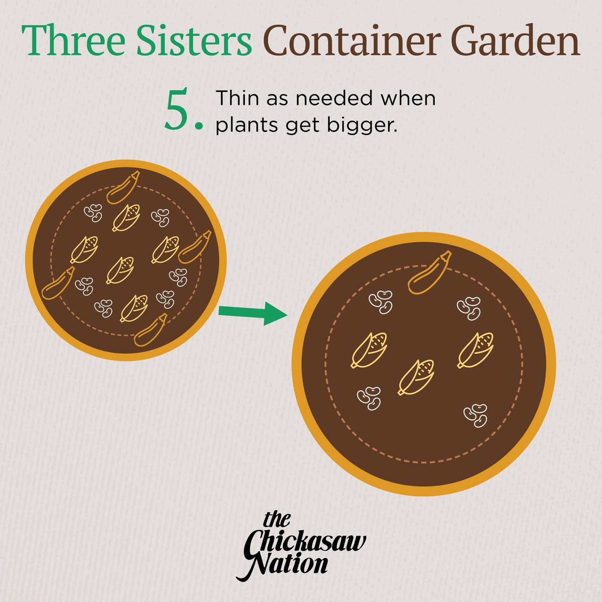 ChickasawNation's tweet photo. Have you ever wanted to plant your own Three Sisters garden? Follow this step-by-step plan to create your own Three Sisters container garden! 

Visit https://t.co/vi45B5kJVb for a recipe for a delicious Three Sisters Stew!

#NationalBeanDay | #ChickasawCulture | #ChickasawHistory https://t.co/nHPWfCeUdz