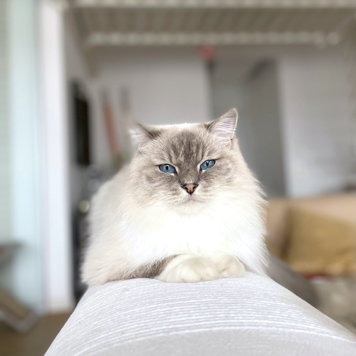 mandalatherag's tweet photo. ▫️ Do you get bored at home ?  …  🤔🤍

…  I don’t because I’m always pondering  !   😹🤍

#catsofinstagram  #cats #CatsOfTwitter #cute #CuteCats #boredathome #QuestionOfTheDay #question #QuestionTime https://t.co/87qCkyMrWN
