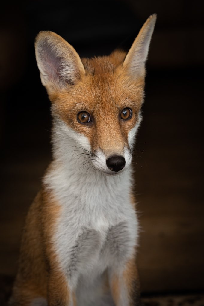 Such beautiful creatures