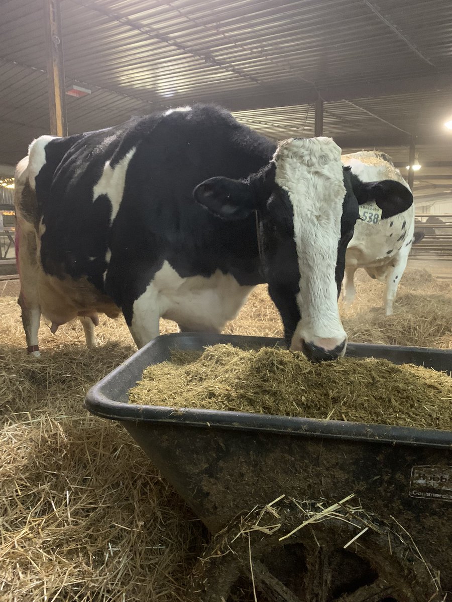 Just had her 10th calf, New mars Denison earnmart, 12 yr old, 150500 kg milk, 10400kg fat/p  , good for another lactation #LONGEVITY