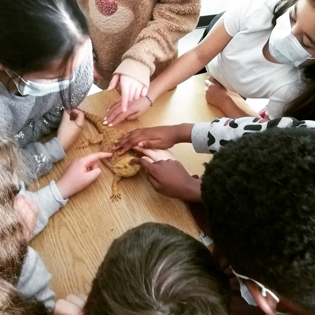 jacobporter's tweet photo. I feel very lucky to have these animals and these students and to see them interact 😌

#luke #luke631 #animals #classroom #pets #reptiles https://t.co/fSu51mmy4C