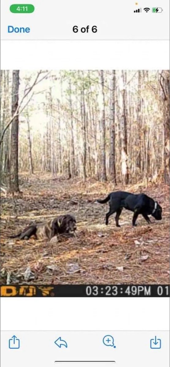 PetsofO's tweet photo. 🐾❤️LOST🐾❤️Still looking for my 2 labs. These were taken on a trail cam in the area of CR 430 &amp; 445. 
RETWEET TO REUNITE ❤️ POST THE PET ❤️ SHARE THE STRAY
@OxfordPolice @LafayetteCo_FD @RobynTannehill @MemphisRebelett @RebelBearShark1 @OleMissEvie https://t.co/KLkwIGUibn