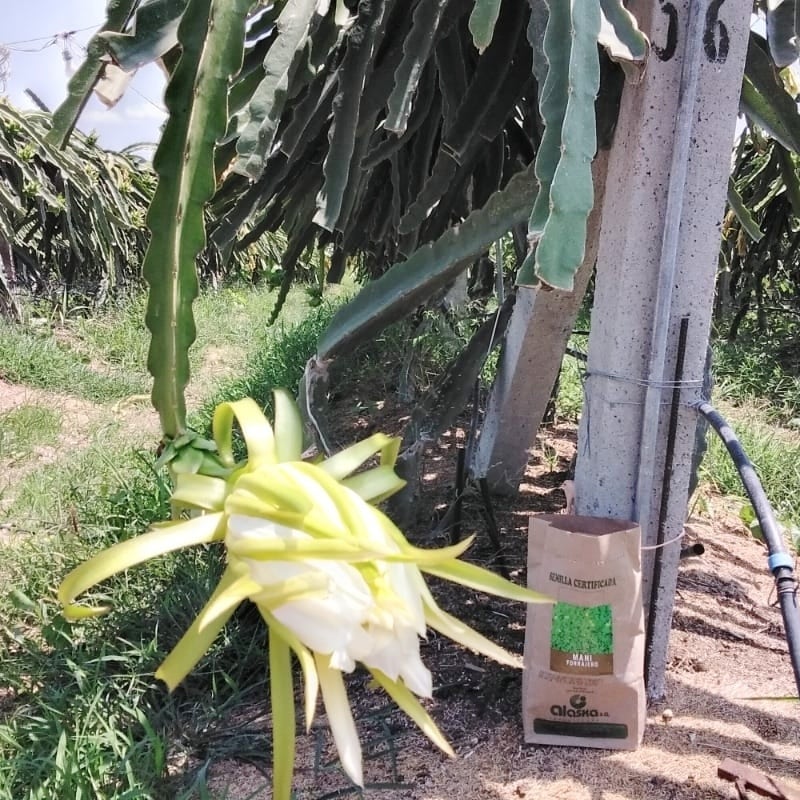 JulioAlaska's tweet photo. Iniciamos un nuevo proyecto
✅ Cobertura Vegetal: (maní forrajero)
✅ Cultivo: Pitahaya
✅ Hcda.: El Dragón
✅ Distribuidor.: Agrinriego
✅ Técnico.: Ing. Medina (0992437876)
✅ Zona: Guayas https://t.co/wNALT4nHLg