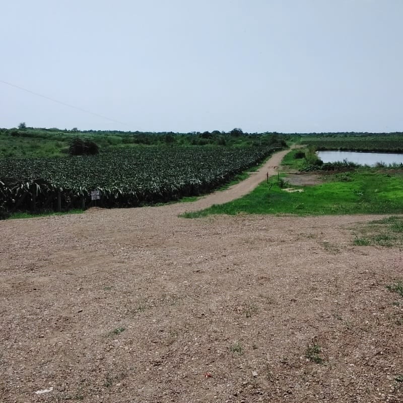 JulioAlaska's tweet photo. Iniciamos un nuevo proyecto
✅ Cobertura Vegetal: (maní forrajero)
✅ Cultivo: Pitahaya
✅ Hcda.: El Dragón
✅ Distribuidor.: Agrinriego
✅ Técnico.: Ing. Medina (0992437876)
✅ Zona: Guayas https://t.co/wNALT4nHLg