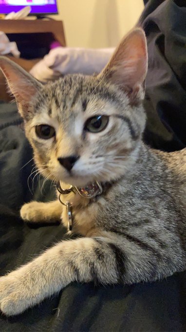 My baby Tora https://t.co/1qTCsNkcDL