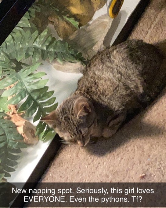 My baby Tora https://t.co/1qTCsNkcDL