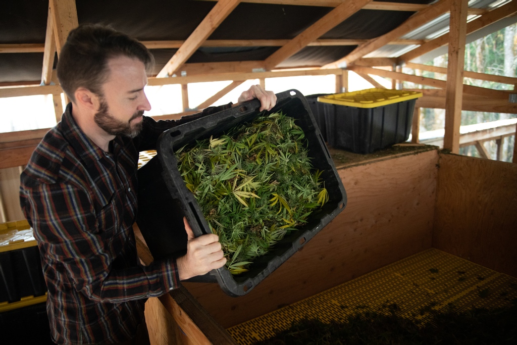 East_Fork_Farms's tweet photo. Have you ever wondered how and why we dry some of our hemp flower in a kiln? We're breaking it down in a step-by-step guide and more behind the scenes in our blog, learn more: https://t.co/zq3vdkz9D6
#getthellama #eastforkcultivars #craftcbd #sunandearth #oregon https://t.co/qdMssSgX1R