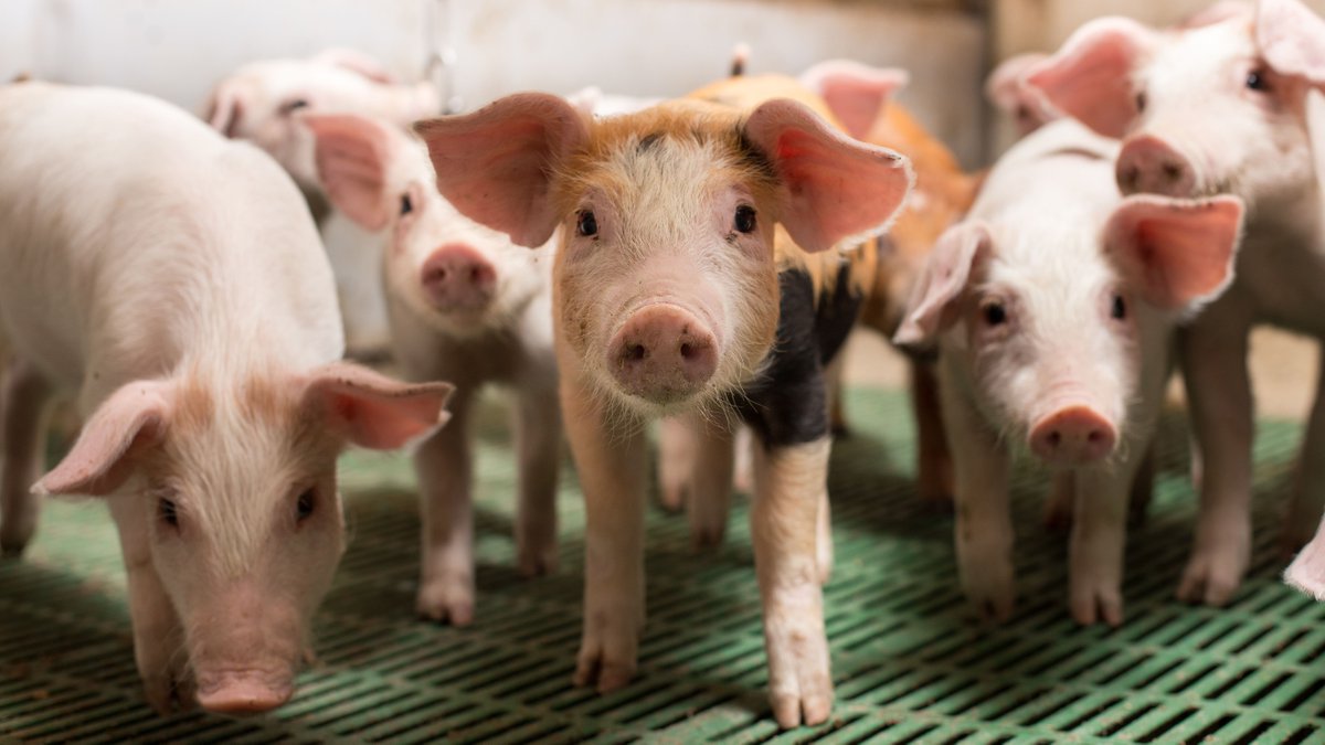 Vets take an oath to prevent animal suffering but the <a href="/AVMAvets/">AVMA (American Veterinary Medical Association)</a> are staying silent as countless farm animals are baked alive by a brutal practice called Ventilation Shut Down. Read our letter to the AVMA: bit.ly/3eXu1gN <a href="/VetsAgainstVSD/">VAVSD.org</a> @HumaneSociety <a href="/AWIOnline/">Animal Welfare Institute</a>