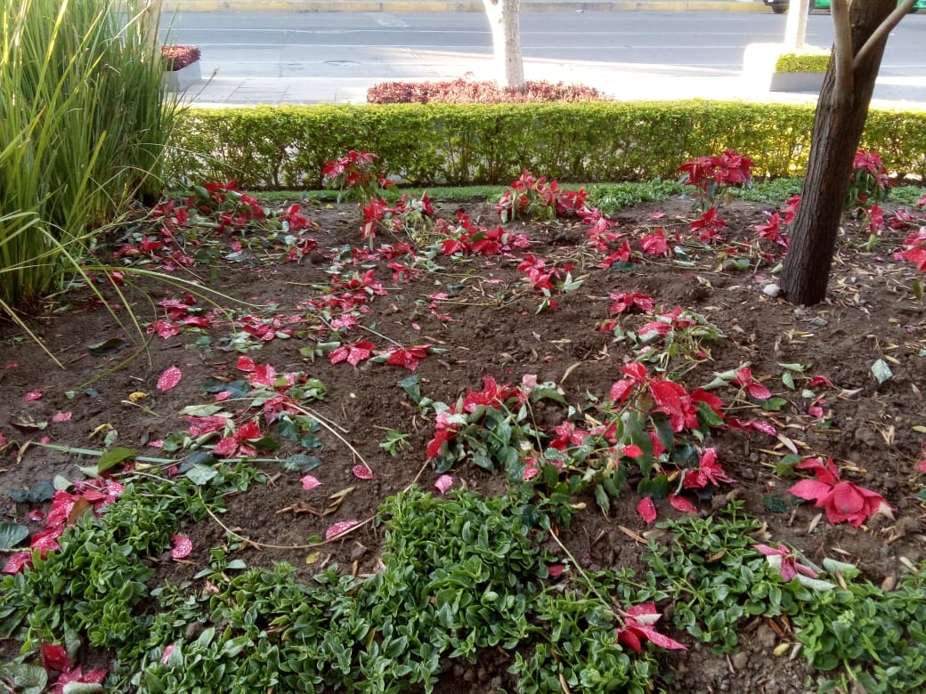 serviciospirap's tweet photo. ¡Qué poca ... cultura ciudadana! ❌
En pleno centro de la ciudad pensaron que pisar las noche buenas que se plantaron en la Plaza Principal sería un buen plan. 
El vandalismo no nos llevará a nada bueno. https://t.co/cnBmsvESi5
