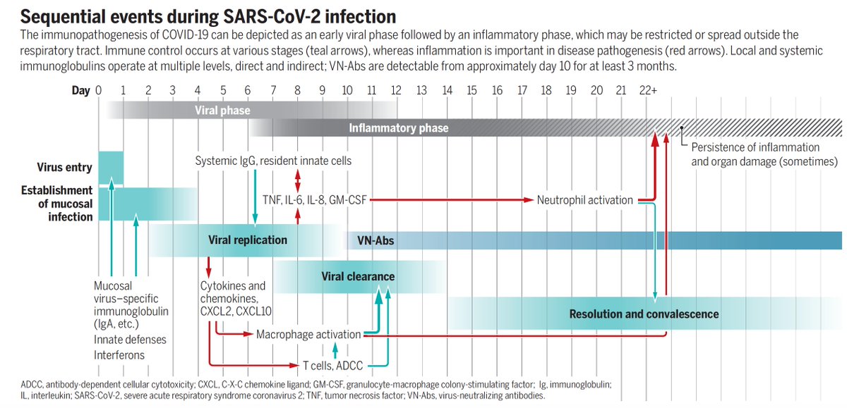 Eric Topol (@erictopol) on Twitter photo A refined understanding of the immunopathogenesis of Covid, by <a href="/p_openshaw/">Peter Openshaw</a> @scienceMagazine science.org/doi/10.1126/sc…
w/ <a href="/ScienceVisuals/">Science Visuals</a> <a href="/oooitsplasma/">Val Altounian</a> A refined understanding of the immunopathogenesis of Covid, by <a href="/p_openshaw/">Peter Openshaw</a> @scienceMagazine science.org/doi/10.1126/sc…
w/ <a href="/ScienceVisuals/">Science Visuals</a> <a href="/oooitsplasma/">Val Altounian</a>