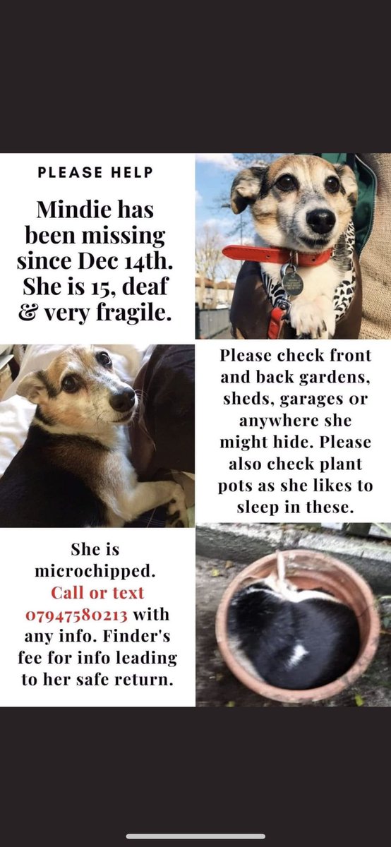 Shaney_Louise13's tweet photo. PLEASE RT TO HELP GET HER HOME! Mindie is 15, deaf and fragile. Missing since dec 14th. She is microchipped. She is loved and desperately missed. Please get in touch using the numbers below with any relevant info.  #FindMindieSE18 https://t.co/L4W1cuSolL