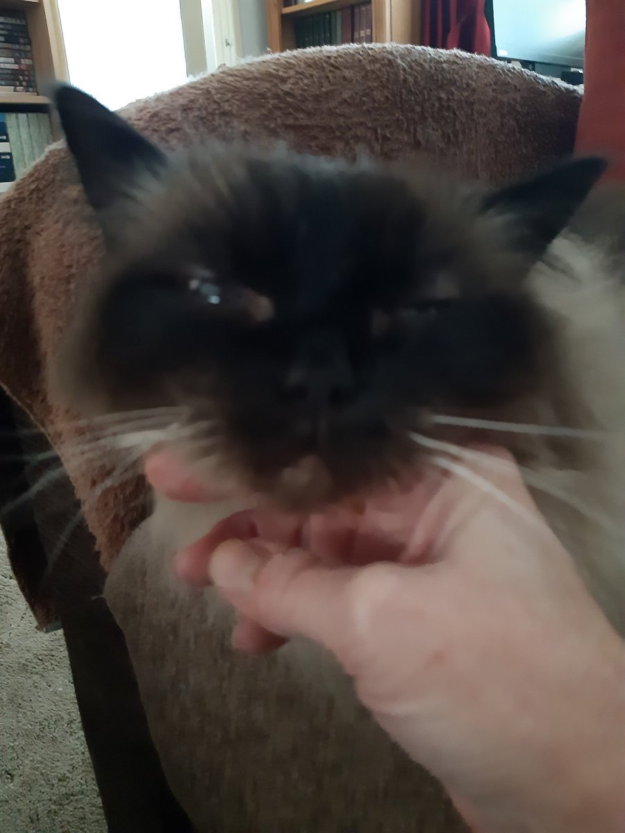 Critter_Cat's tweet photo. Don't worry mate, I didn't want to be doing anything else with my right hand anyway...
#CatsofTwittter #chinrest https://t.co/EURqzEt17l