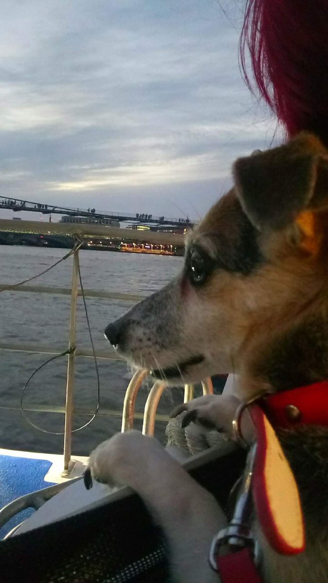 TheAnimalist_'s tweet photo. One of my happiest memories with Mindie; we got on the wrong Thames clipper &amp; accidentally went on a tour of London. Her first ever time on a boat.

After 15 years together, Mindie went missing on Dec. 14th. My heart is broken. Please help me find her. #FindMindieSE18 https://t.co/a3yS7Dpg9M