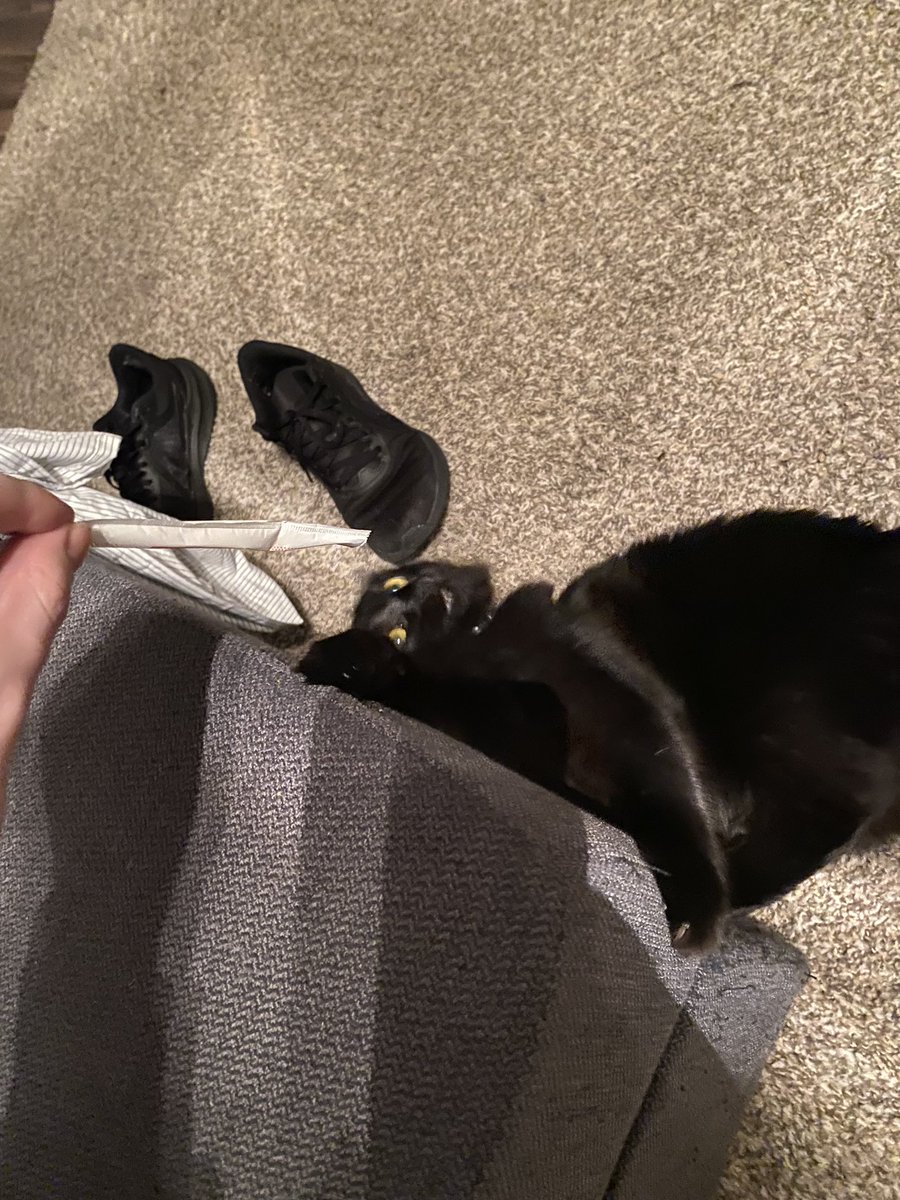 datburritodoe's tweet photo. Kiki hates straw wrappers. She wishes to destroy them all. #CatsofTwittter https://t.co/k89Zsb19aX