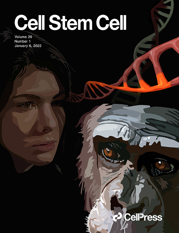 Happy New Year! Our January 2022 issue is live! The cover story uses iPS models to uncover non-coding structural variations in human brain evolution. Plus we have a Review on ALS and iPS models of neurodegeneration, gastrointestinal assembloids, and more! cell.com/cell-stem-cell…