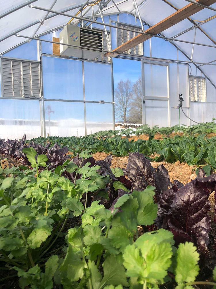 oak_spring's tweet photo. It's like spring in our Biocultural Conservation Farm's new heated hoop house! The hoop house will allow the BCCF to extend their growing season through the cold months. https://t.co/qXsm48M1L7