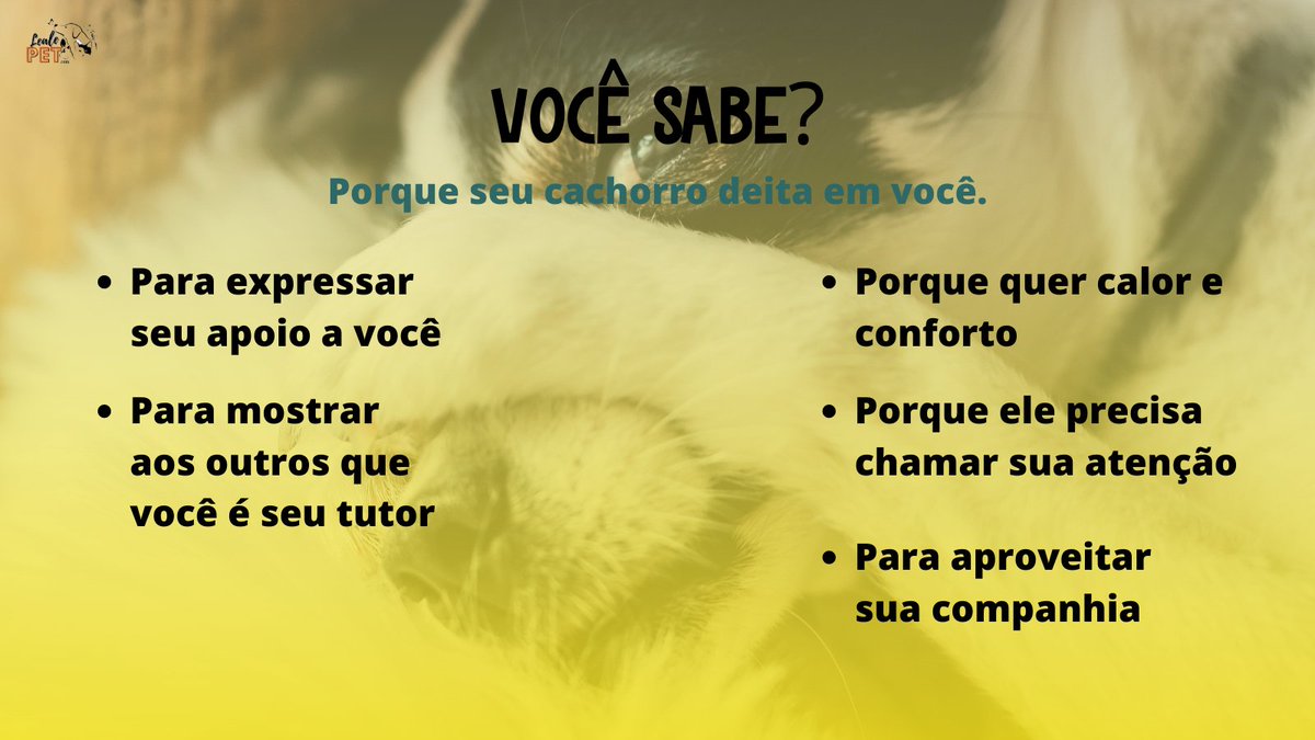 LealePet's tweet photo. É muito amor não é mesmo???

#dogsoftwitter #dogs https://t.co/jk05dLYel1