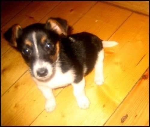 TheAnimalist_'s tweet image. Mindie, when we brought her home 15 years ago, vs Mindie when we last saw her. I was just 16 myself when we got her - we have grown up together, she is family. She has been missing from Plumstead, SE18 since Dec. 14th. Please get her face out there - click RT.

#FindMindieSE18