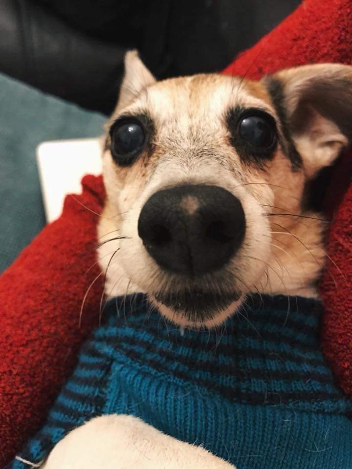 TheAnimalist_'s tweet image. Mindie, when we brought her home 15 years ago, vs Mindie when we last saw her. I was just 16 myself when we got her - we have grown up together, she is family. She has been missing from Plumstead, SE18 since Dec. 14th. Please get her face out there - click RT.

#FindMindieSE18